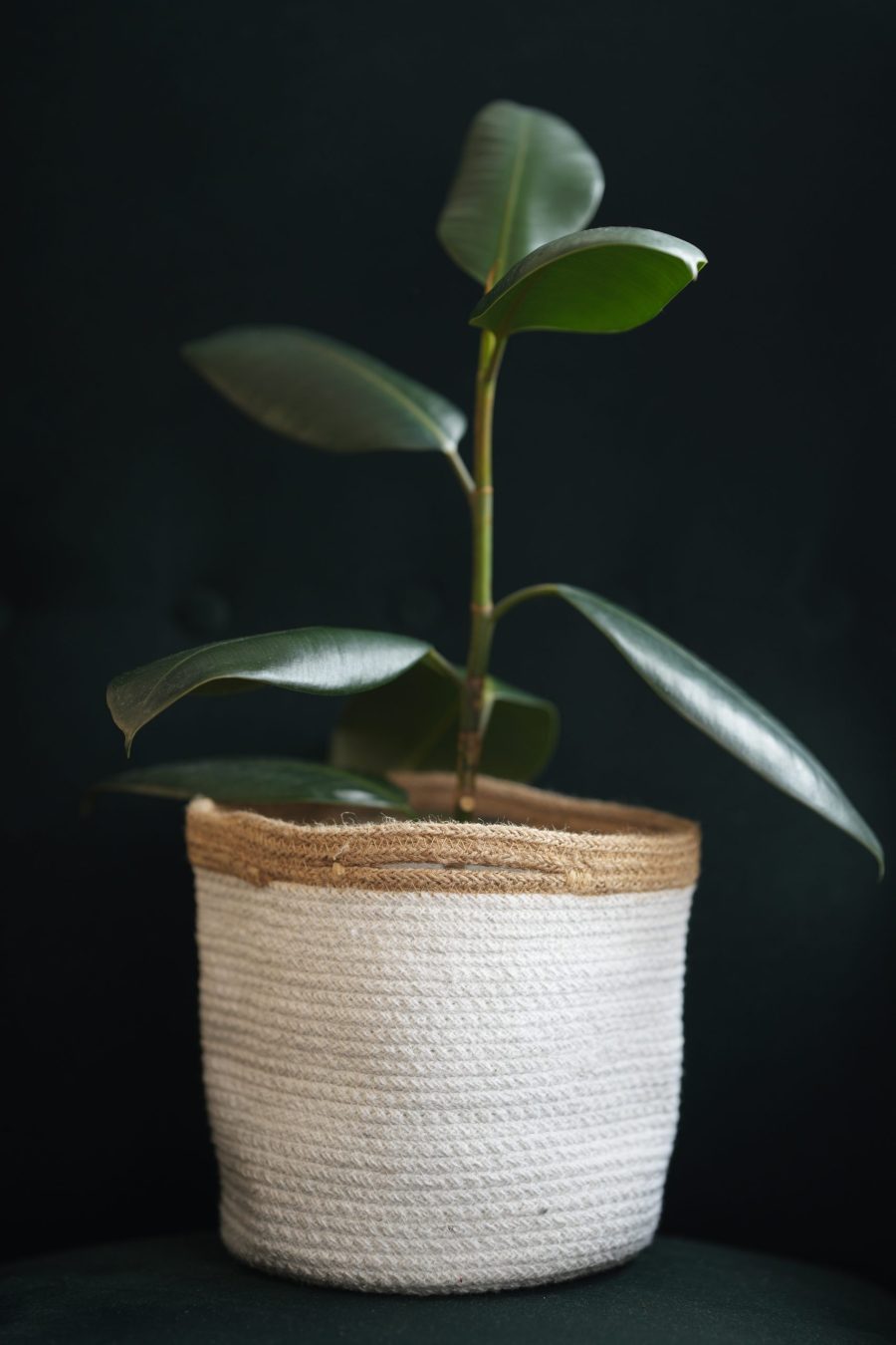 jute basket for plants