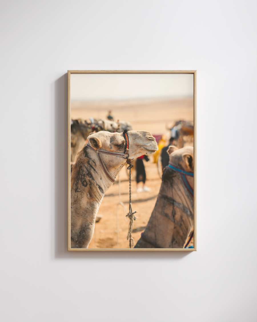 Camel from Cairo Photography Print