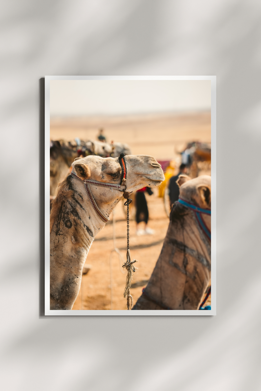 Camel from Cairo Mini Print