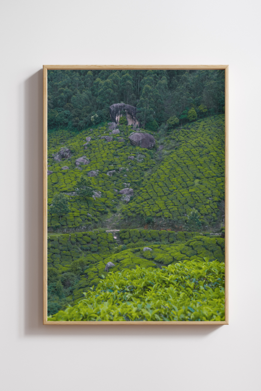 Emerald Slopes of Munnar Photography Print