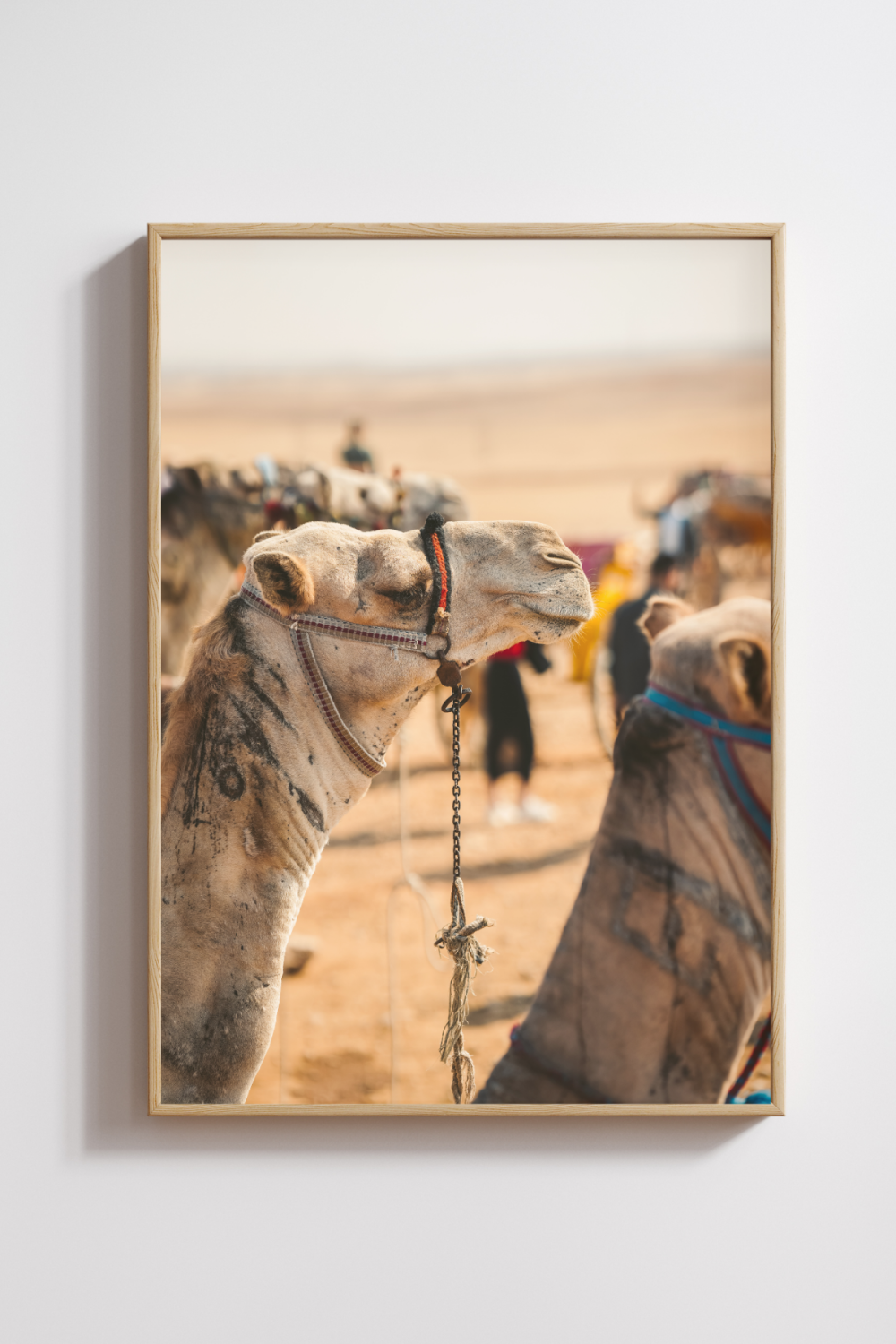 Camel from Cairo Photography Print